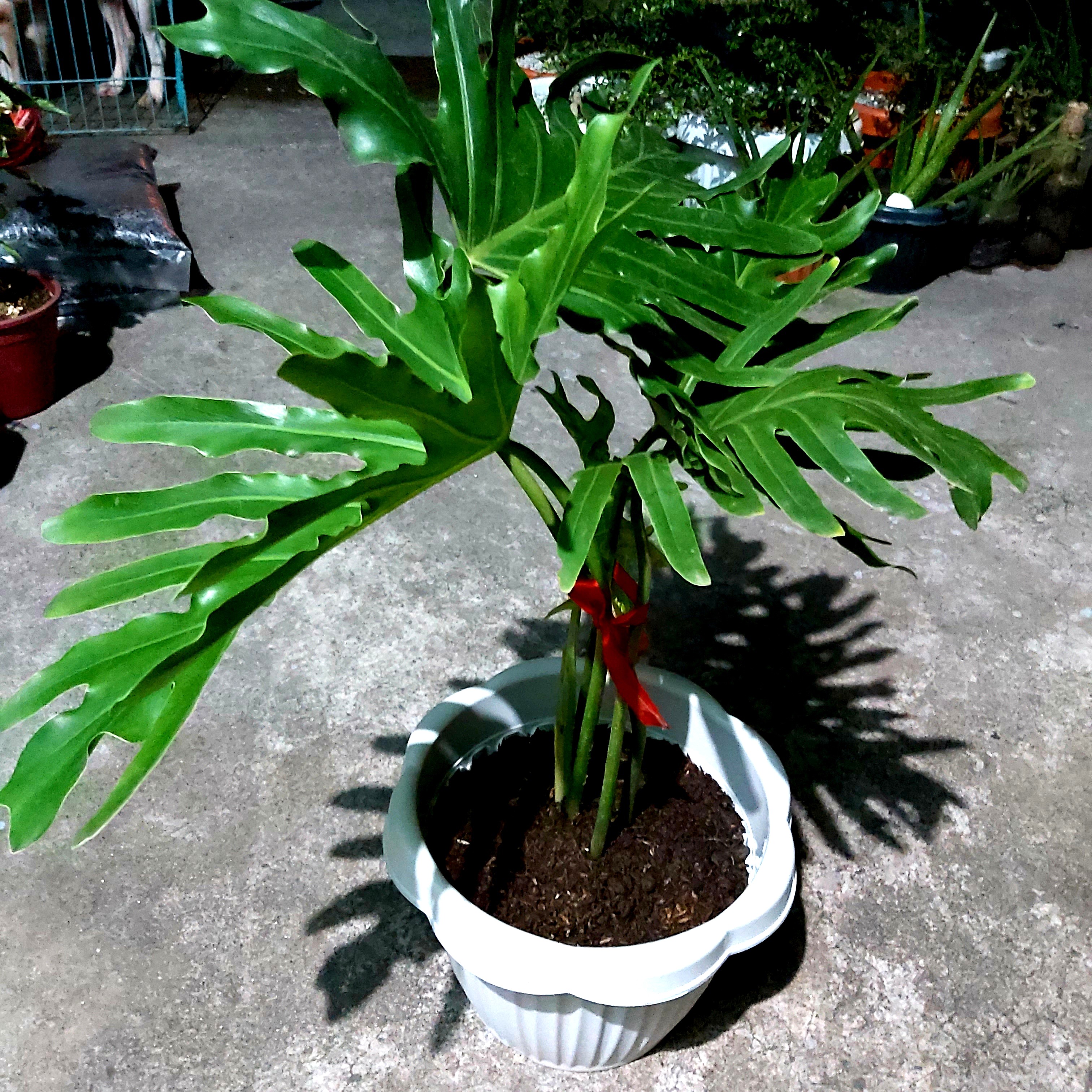 Selloum Sahod Yaman plant, Furniture & Home Living, Gardening, Plants