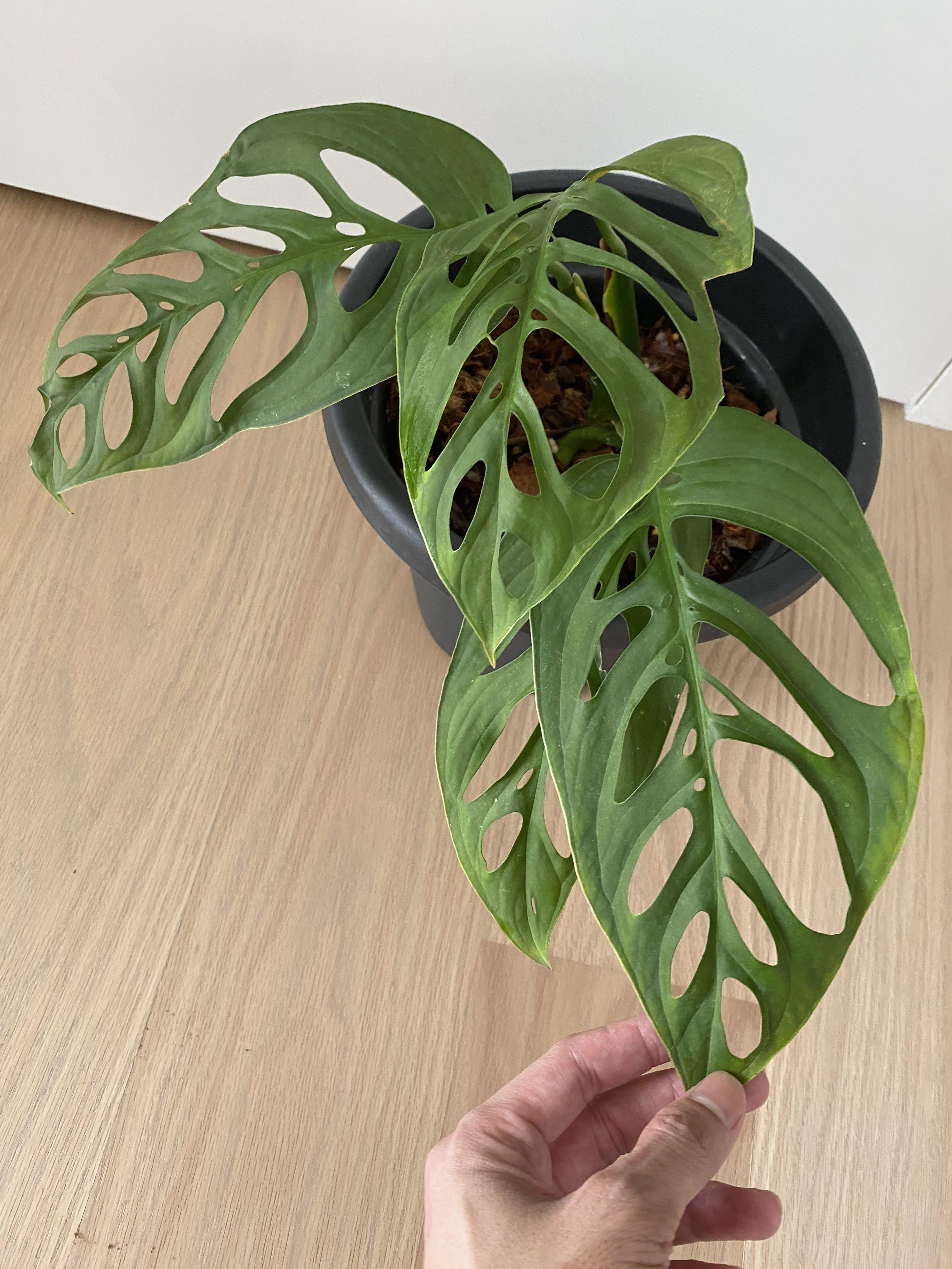 4 Leaves Monstera Esqueleto Gardening Plants On Carousell