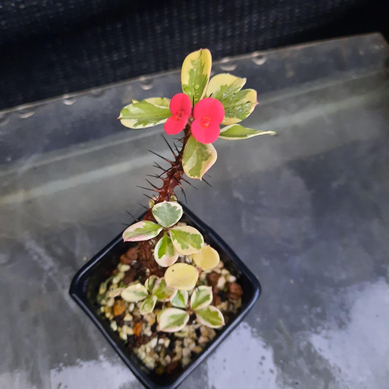 圓葉麒麟花 罕有品種 正在開花 傢俬 家居 園藝 植物及種子 Carousell