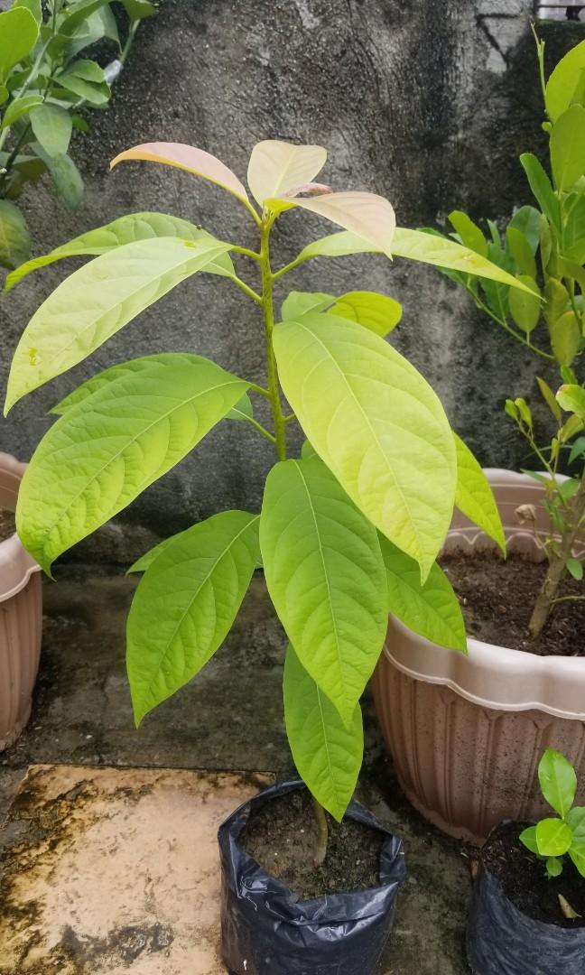 Avocado tree seedlings fruit bearing big avocado, Furniture & Home