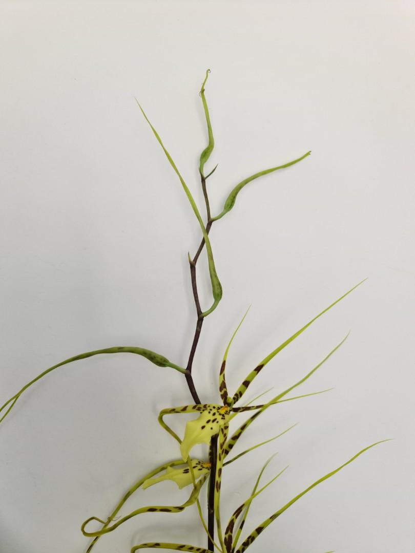 courir en brassière