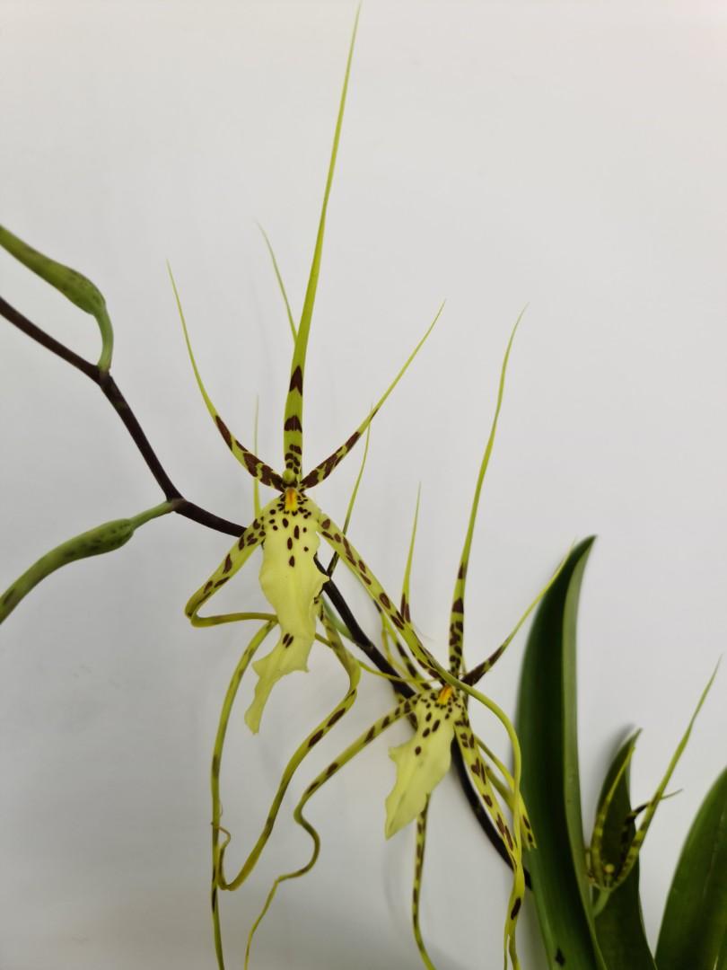 courir en brassière