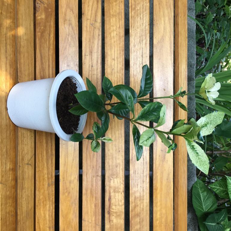 Gardenia Jasminiodes Variegata Variegated Rosal Gardening Flowers Plants On Carousell