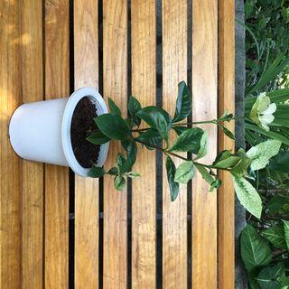 Rosal Plant Flowers Plants Carousell Philippines