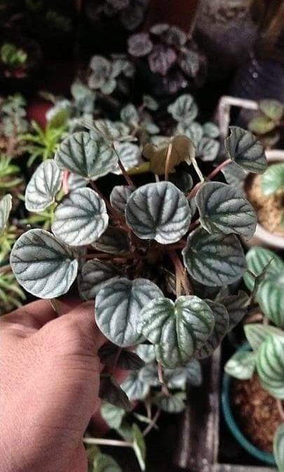 Peperomia variety (Category: Plants & Seeds) located in Manila. Submitted by hexapom (Listing ID 1042662334, Image 1). Description: loc: novaliches.