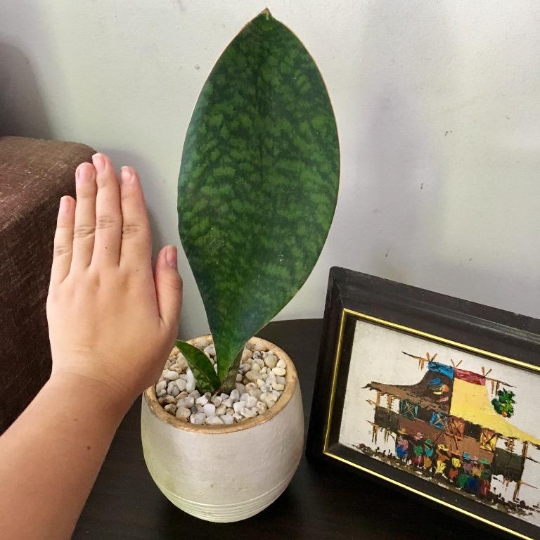 Sansevieria masoniana 'Whale Fin' (Category: Plants & Seeds) located in Valenzuela. Submitted by lovedbyiyaa (Listing ID 1042591121, Image 1). Description: Unique Whale Fin snake plant for your favorite spot indoors or outdoors. In white claypot..