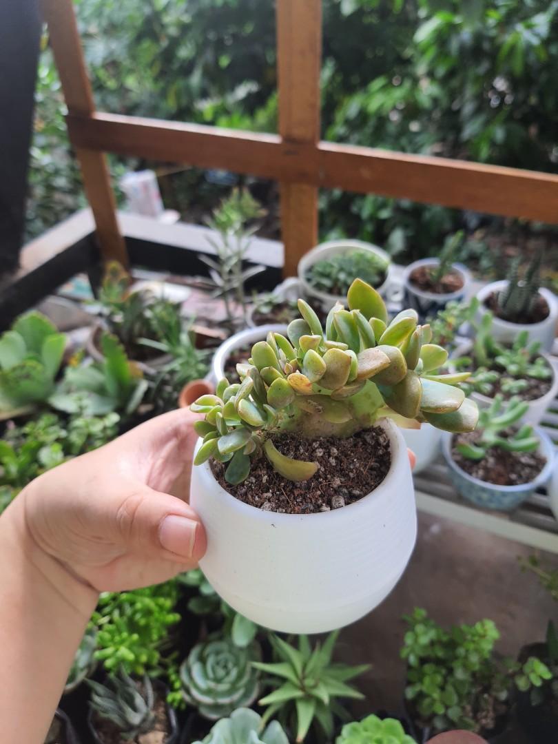 Uncommon Potted succulents (Category: Plants & Seeds) located in Quezon City. Submitted by muditaph (Listing ID 1042491508, Image 2). Description: in self watering eggnog pots for only 150.