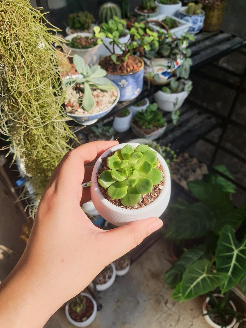 Uncommon Potted succulents (Category: Plants & Seeds) located in Quezon City. Submitted by muditaph (Listing ID 1042491508, Image 1). Description: in self watering eggnog pots for only 150.
