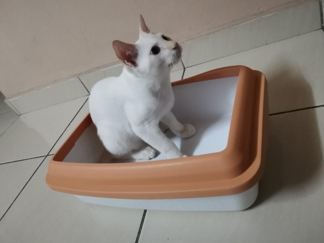 kitten litter tray tesco