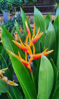 (Category: ) located in . Submitted by urban.cultivar (Listing ID 1042938583, Image 1). Description: .
