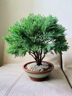 bonsai tree | Gardening | Carousell Singapore