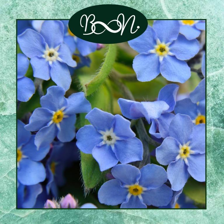 Oktoberovo Forget Me Not Seeds Bibit Bunga Forget Me Not Perkebunan Di Carousell