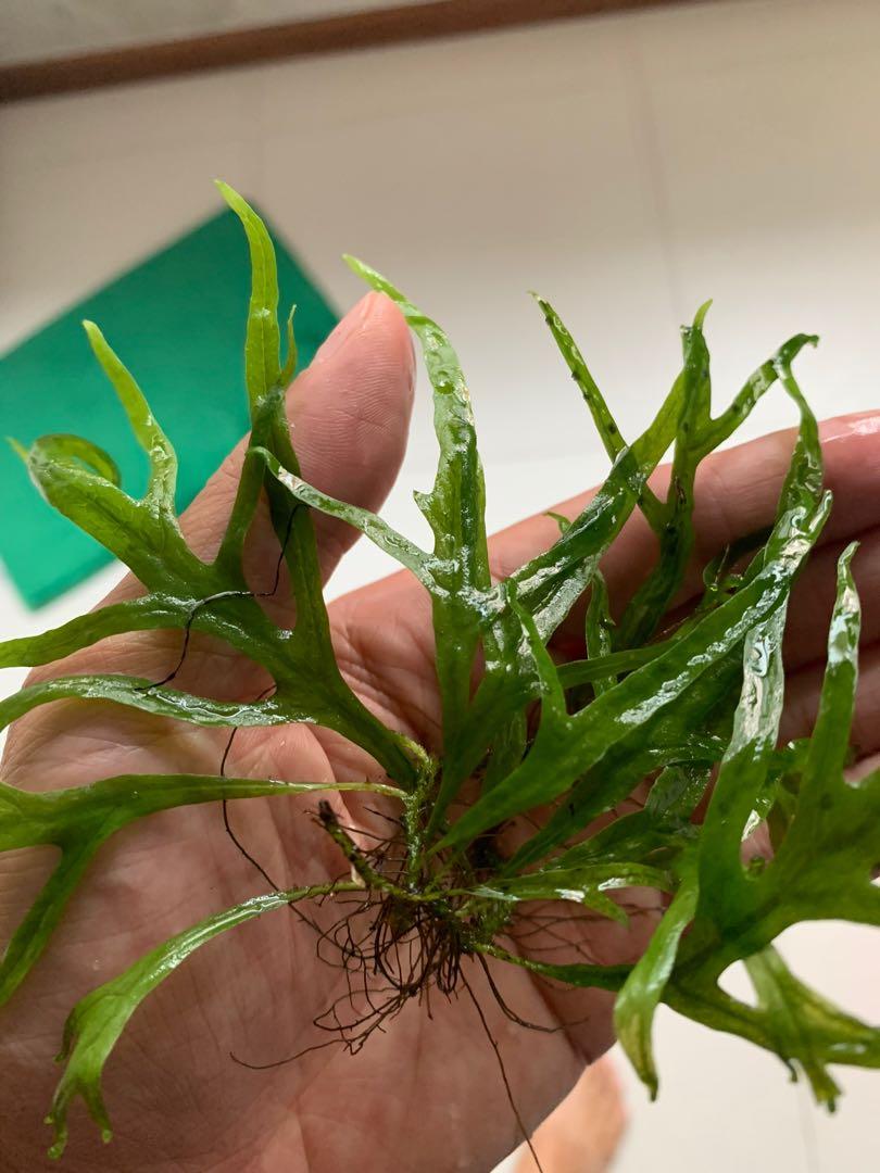 Trident java fern (Category: Plants & Seeds) located in Singapore. Submitted by tanhann (Listing ID 1034945610, Image 3). Description: Trident Java Fern (Microsorum pteropus var. “Trident”) is a fascinating variant of the classic Java Fern. This variant is distinctive for its narrow leaves that form trident-like formations instead of the straighter, broader leaves of the standard Java Fern. Care for this variant is identical to the classic Java F