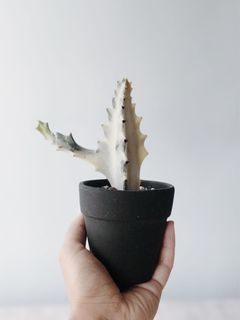 （分類：）位於 。 由 pristinelai 提交（商品編號 1043108566，圖片 1）。簡介： 。