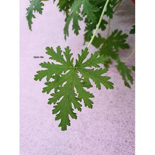 (Category: ) located in . Submitted by qhlandscape (Listing ID 1043127538, Image 1). Description: .