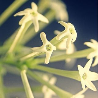 （分類：）位於 。 由 begleitan 提交（商品編號 1042998410，圖片 1）。簡介： 。