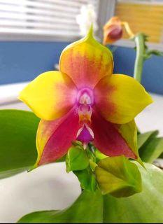 Phalaenopsis Ld S Bear King Ykk Gardening Plants On Carousell
