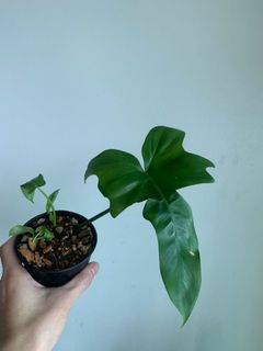 (Category: ) located in . Submitted by plantually (Listing ID 1043041993, Image 1). Description: .