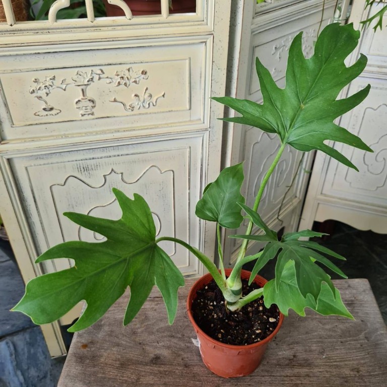 Philodendron Warscewiczii Furniture Home Living Gardening Plants Seeds On Carousell