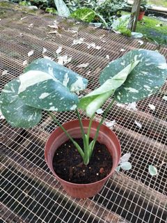 Variegated adansonii, Gardening, Plants on Carousell