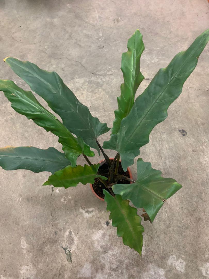 Alocasia Lauterbachiana Home Furniture Gardening On Carousell