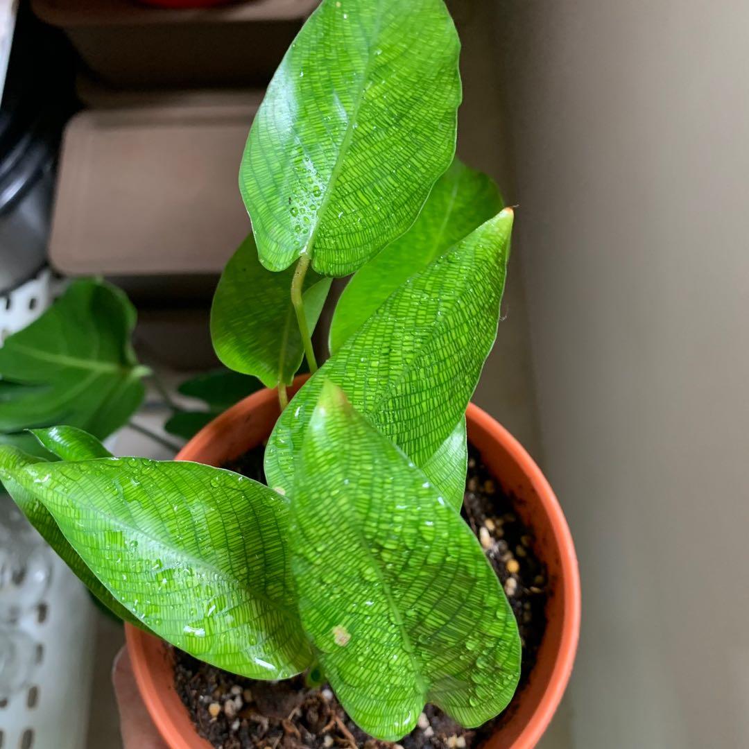 Calathea Musaica Contactless Delivery At 5 Gardening Plants On Carousell