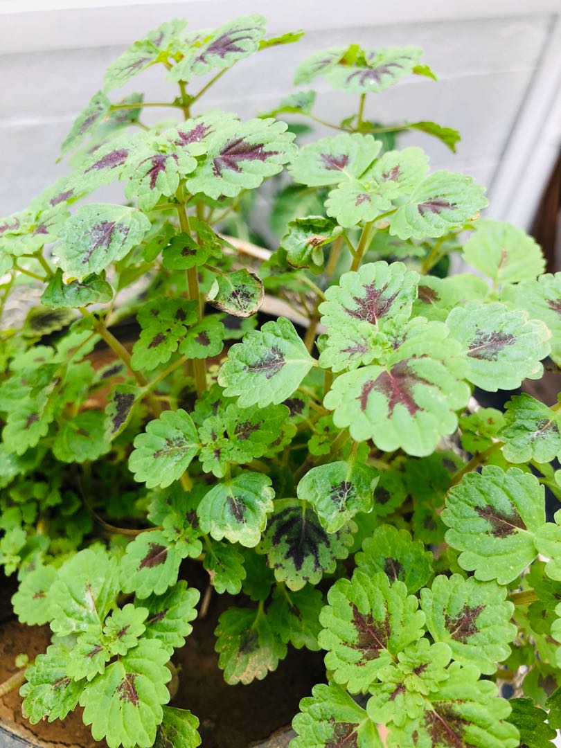 Coleus Or Inky Fingers Furniture Home Living Gardening Plants Seeds On Carousell