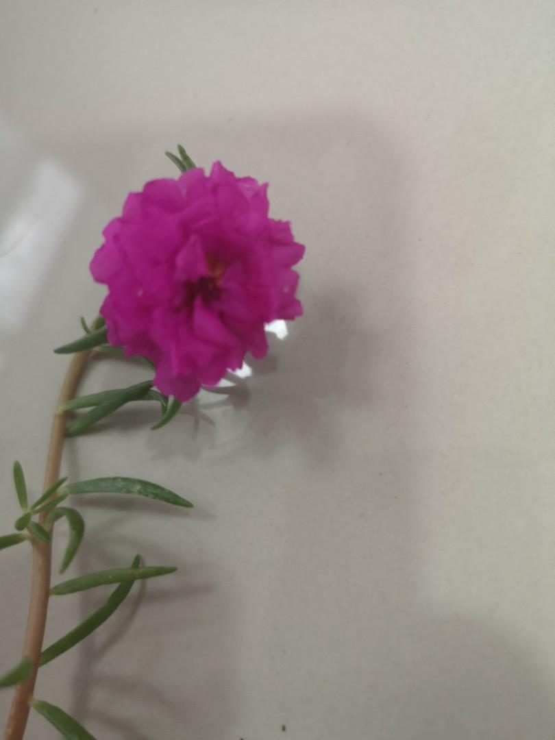 Japanese Rose Pukul 10 Pagi Bunga Keratan Home Furniture Gardening On Carousell