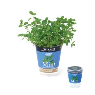 （分類：）位於 。 由 naturethoughts 提交（商品編號 1038923711，圖片 1）。簡介： 。