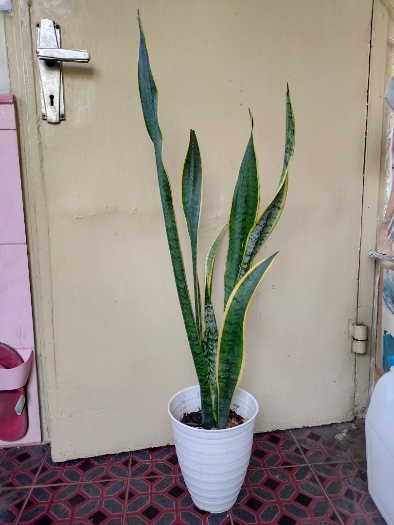 Tanaman lidah mertua di dalam pot cantik sansevieria trifasciata ...