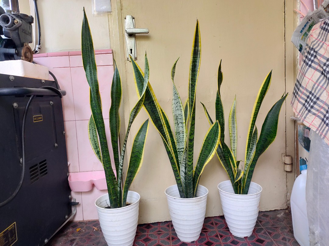 Tanaman lidah mertua di dalam pot cantik sansevieria trifasciata ...