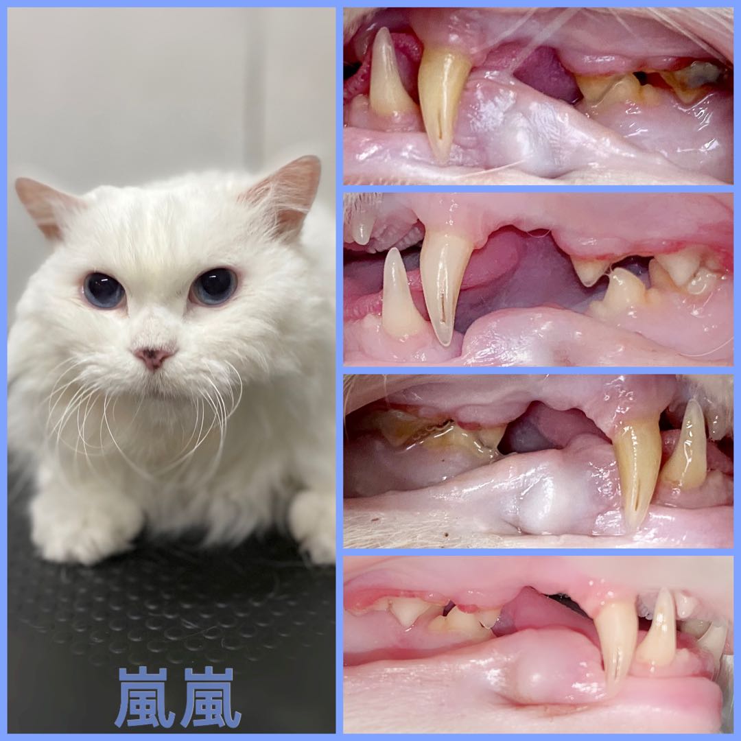 貓洗牙貓免麻醉洗牙免麻醉洗牙貓無麻醉洗牙無麻醉洗牙免麻醉除牙石無麻醉除牙石狗貓 寵物用品 寵物食品