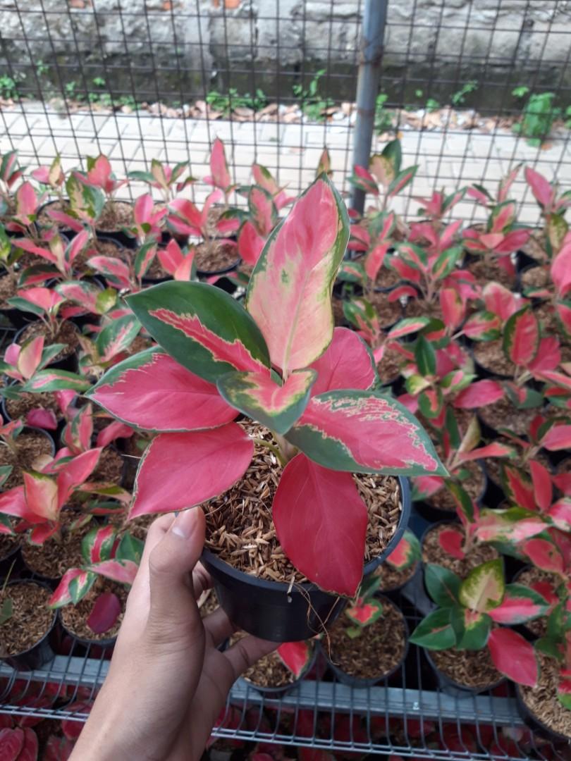 Aglonema Red Majesty Perkebunan Di Carousell