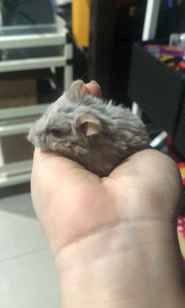 campbell hamster for sale