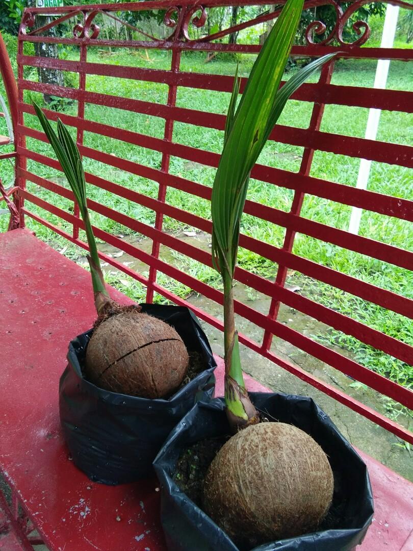 Coconut Bonsai, Furniture & Home Living, Gardening, Plants & Seeds on  Carousell