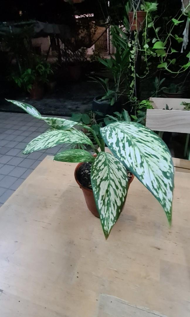 Dieffenbachia white Etna (dumbcane), Furniture & Home Living, Gardening,  Plants & Seeds on Carousell