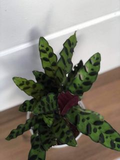 (Category: ) located in . Submitted by rierrsss (Listing ID 1043425321, Image 1). Description: .