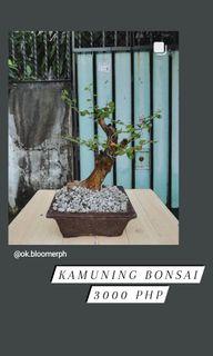 MOLAVE, FICUS, KAMUNING, YELLOW DOGGIE, CHINESE HOLLY BONSAI FOR SALE