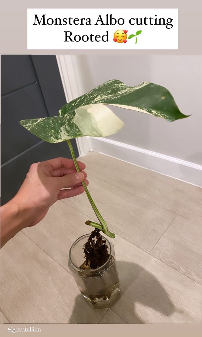 Monstera Albo Cutting Rooted Gardening Flowers Plants On Carousell