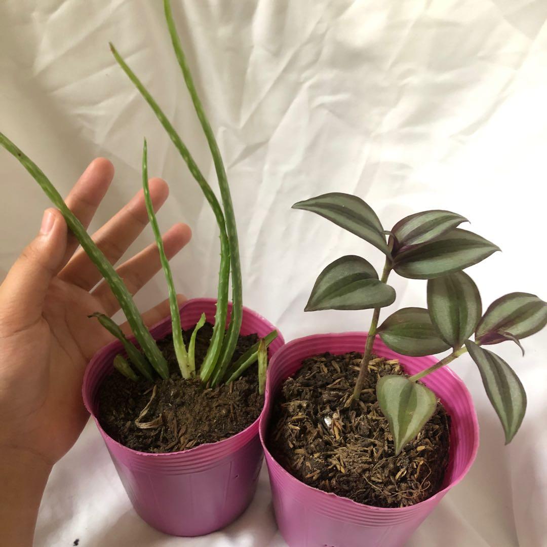 Image of Aloe Vera and Wandering Jew