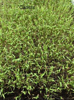 (Category: ) located in . Submitted by microgreens_sg (Listing ID 1043594485, Image 1). Description: .