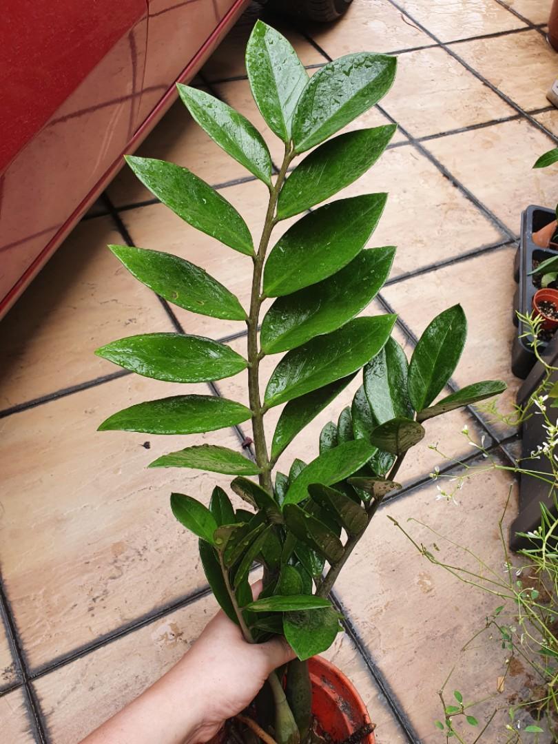 Healthy Zz Plant Bare Root Home Furniture Gardening On Carousell
