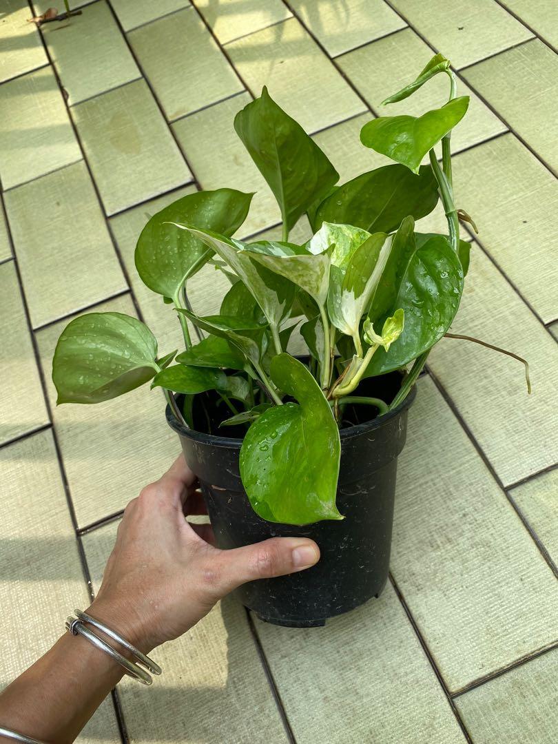 Manjula pothos and reverted Manjula, Furniture & Home Living, Gardening