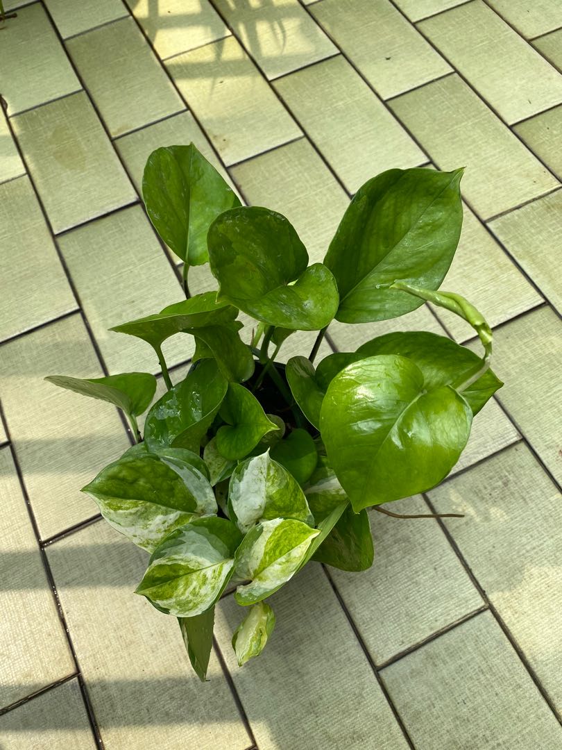 Manjula pothos and reverted Manjula, Furniture & Home Living, Gardening,  Plants & Seeds on Carousell