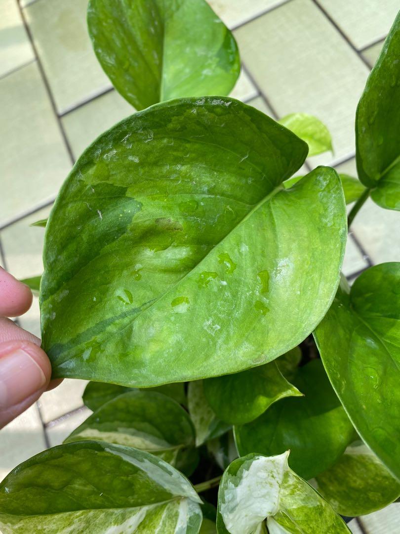 philodendron bipennifolium columbia Philodendron bipennifolium  Classic Horsehead Philodendron