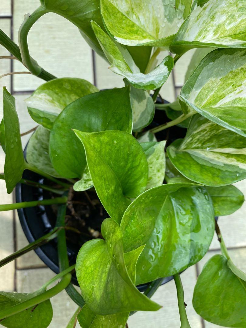 Manjula pothos and reverted Manjula, Furniture & Home Living, Gardening