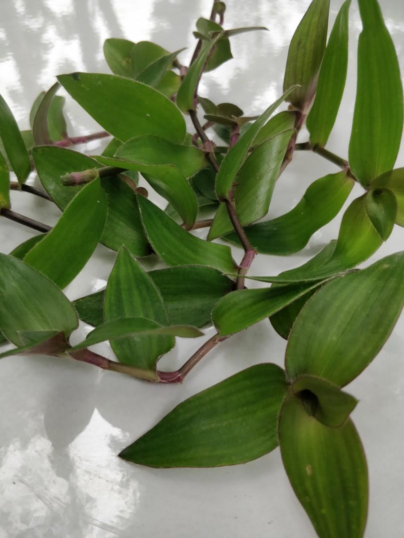 Pokok Telinga Kera Home Furniture Gardening On Carousell Upaya membersihkan lubang telinga dengan alat bantu seperti cotton bud, apalagi dengan material lain, sebenarnya sangat tidak dianjurkan. pokok telinga kera