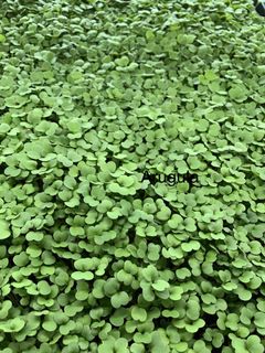 (Category: ) located in . Submitted by microgreens_sg (Listing ID 1043594876, Image 1). Description: .