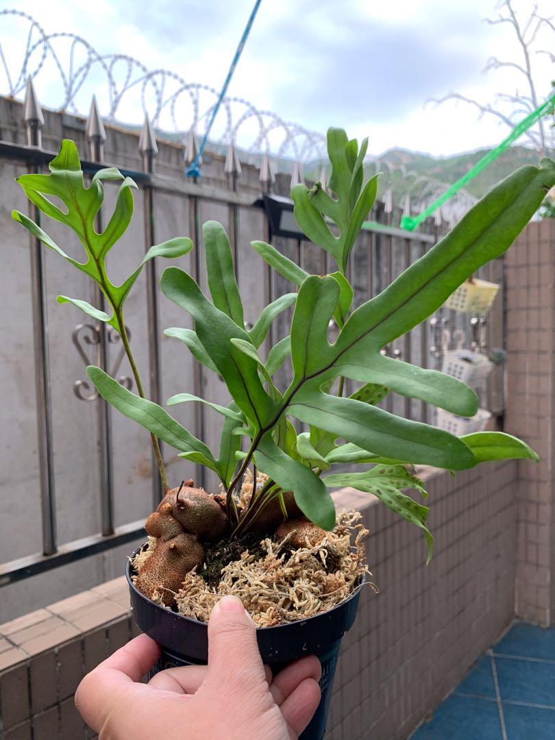 橘皮蟻蕨 桔子皮蟻蕨 Lecanopteris Crustacea 傢俬 家居 園藝 土壤和肥料 Carousell 橘皮蟻蕨 桔子皮蟻蕨 Lecanopteris Crustacea 傢俬 家居 園藝 土壤和肥料 Carousell