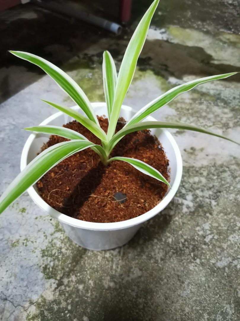 Pelbagai Pokok Hiasan Indoor dan Outdoor, Furniture & Home Living